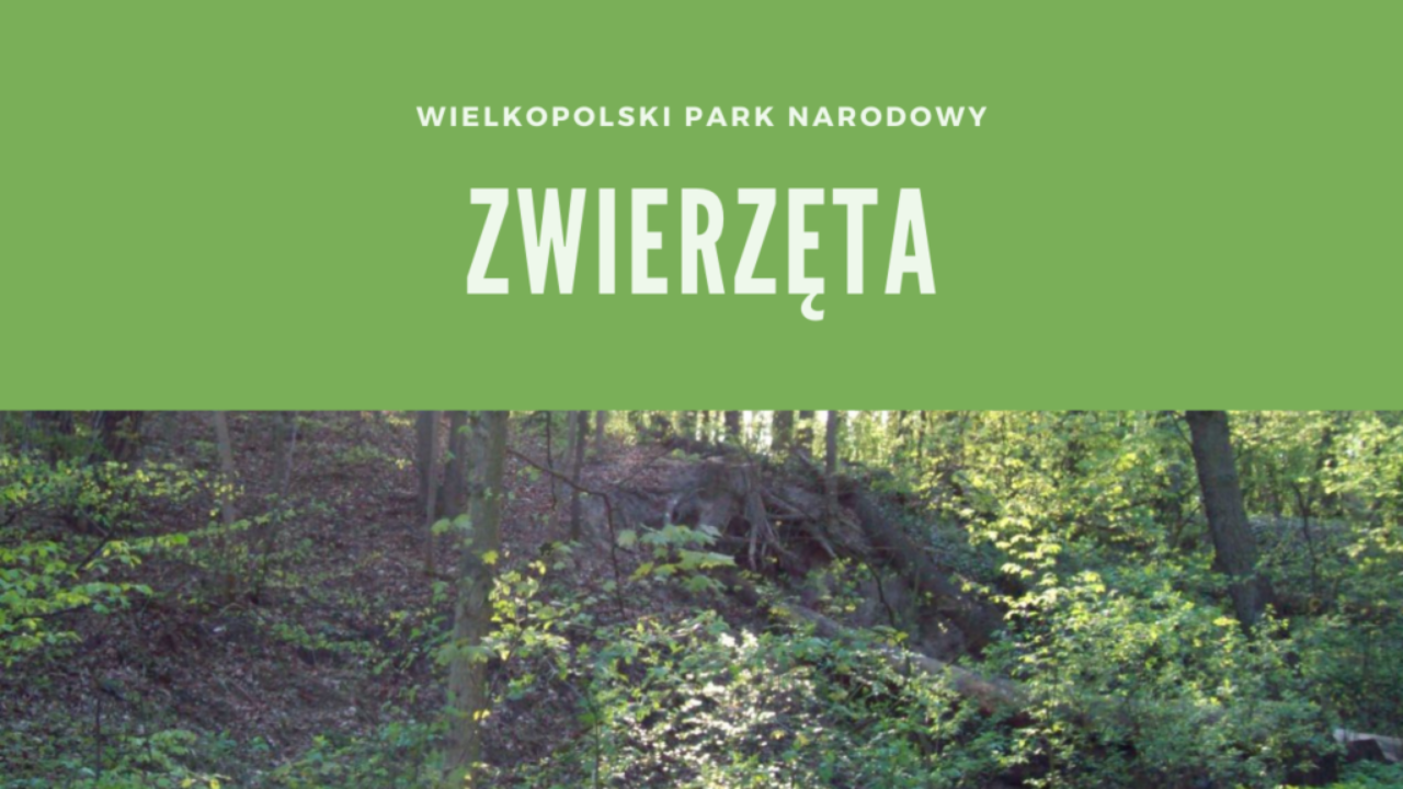 Wielkopolski Park Narodowy Zwierzęta